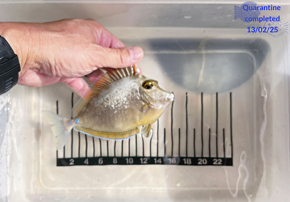 Bluespine Unicorn Tang