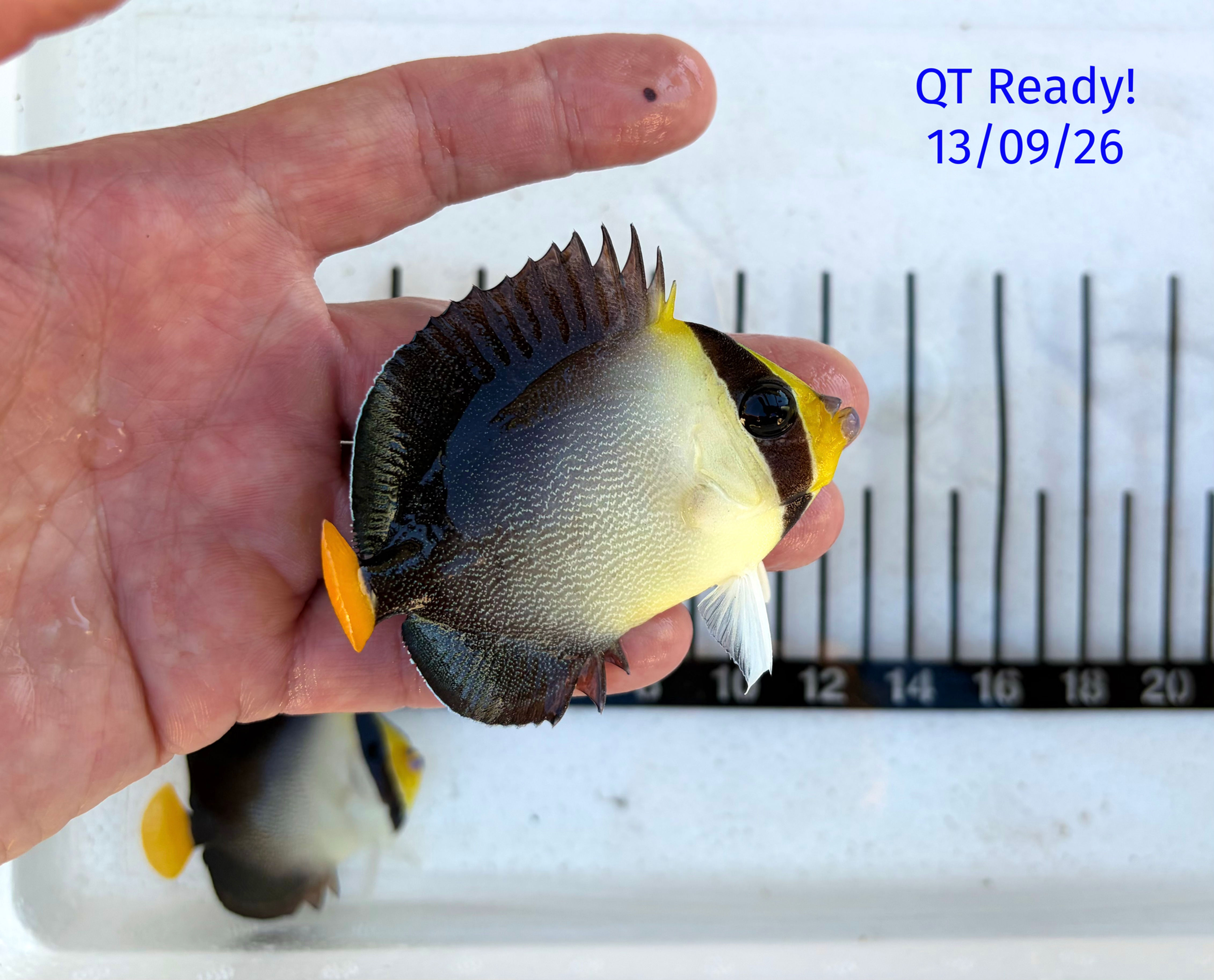Singapore Angelfish