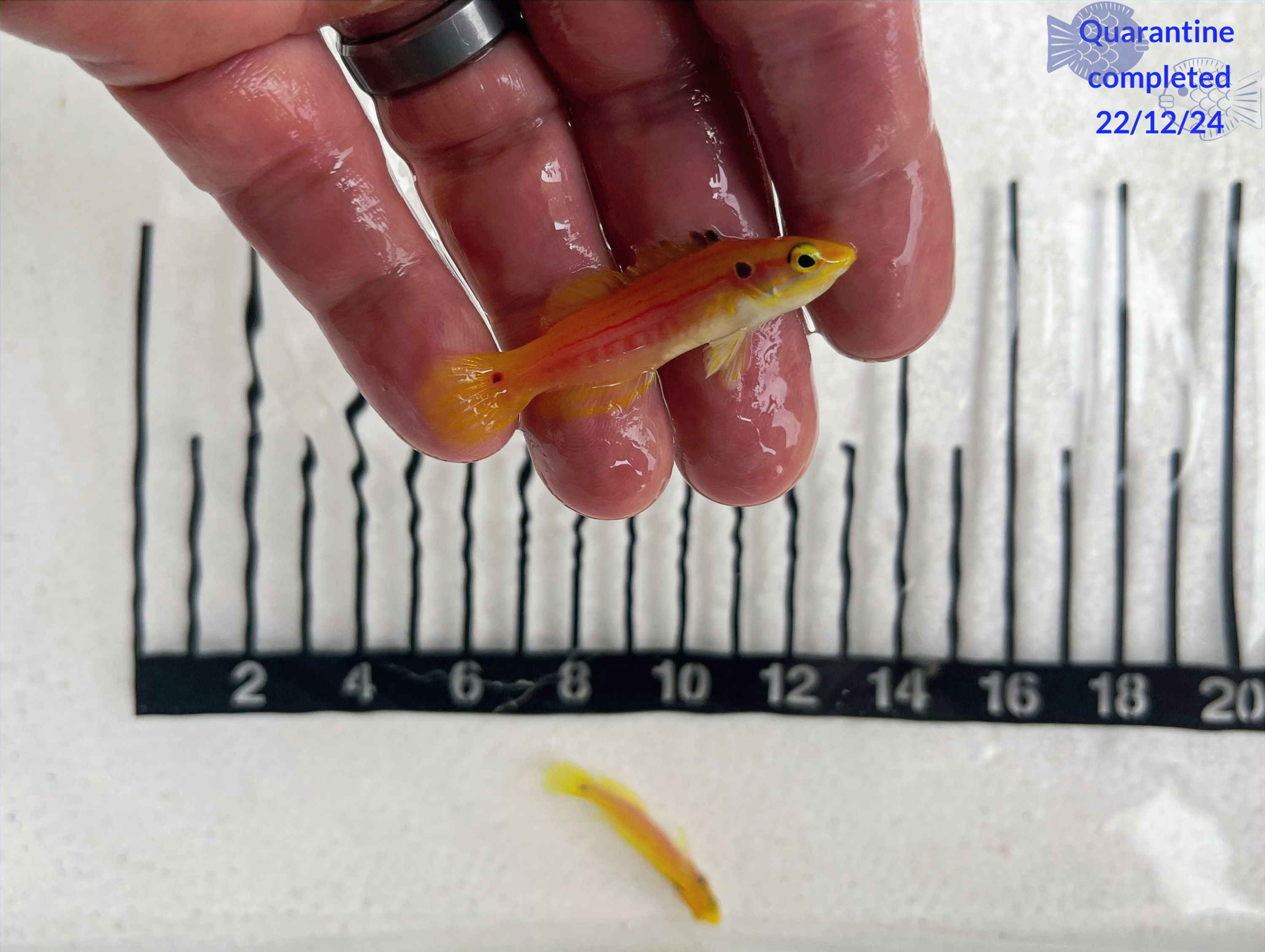 Yellow Candy Hogfish