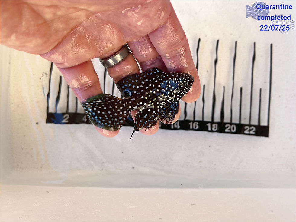 Marine Betta (Eating Pellets)