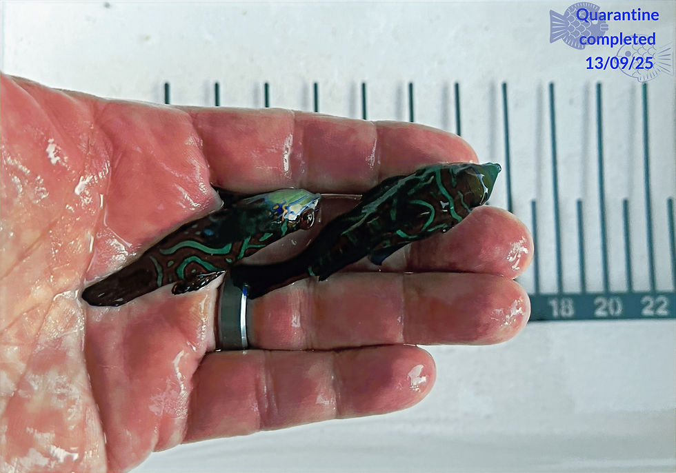 Green / Red Mandarin