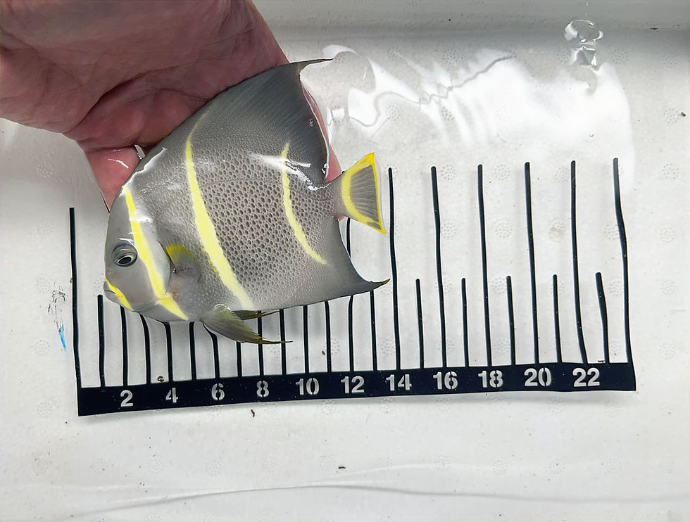 Thumbnail: Gray Angelfish