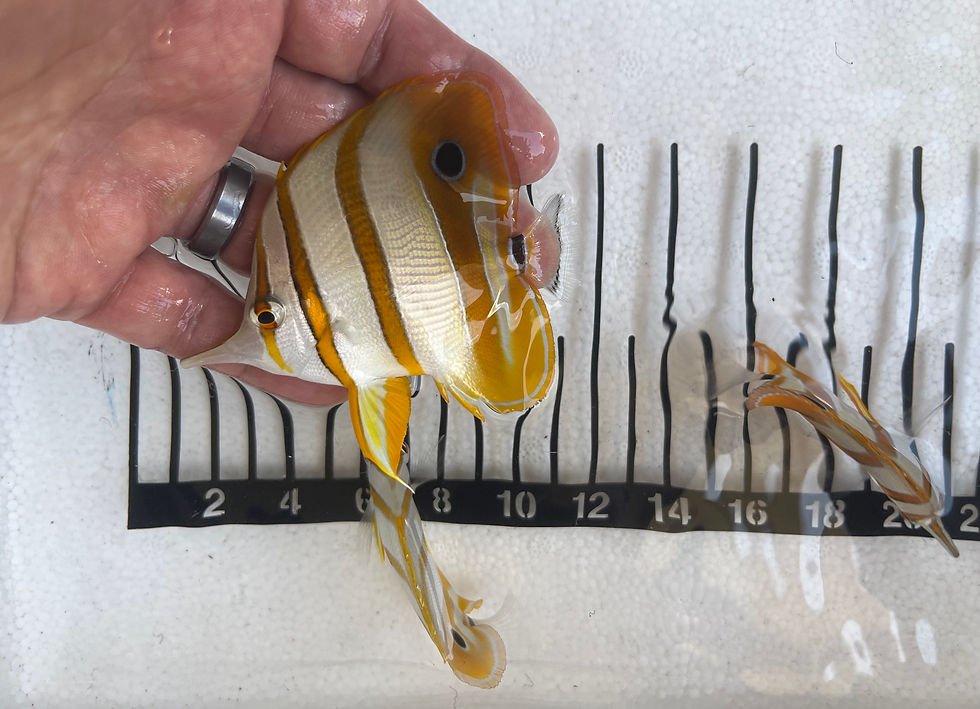 Thumbnail: Copperband Butterflyfish