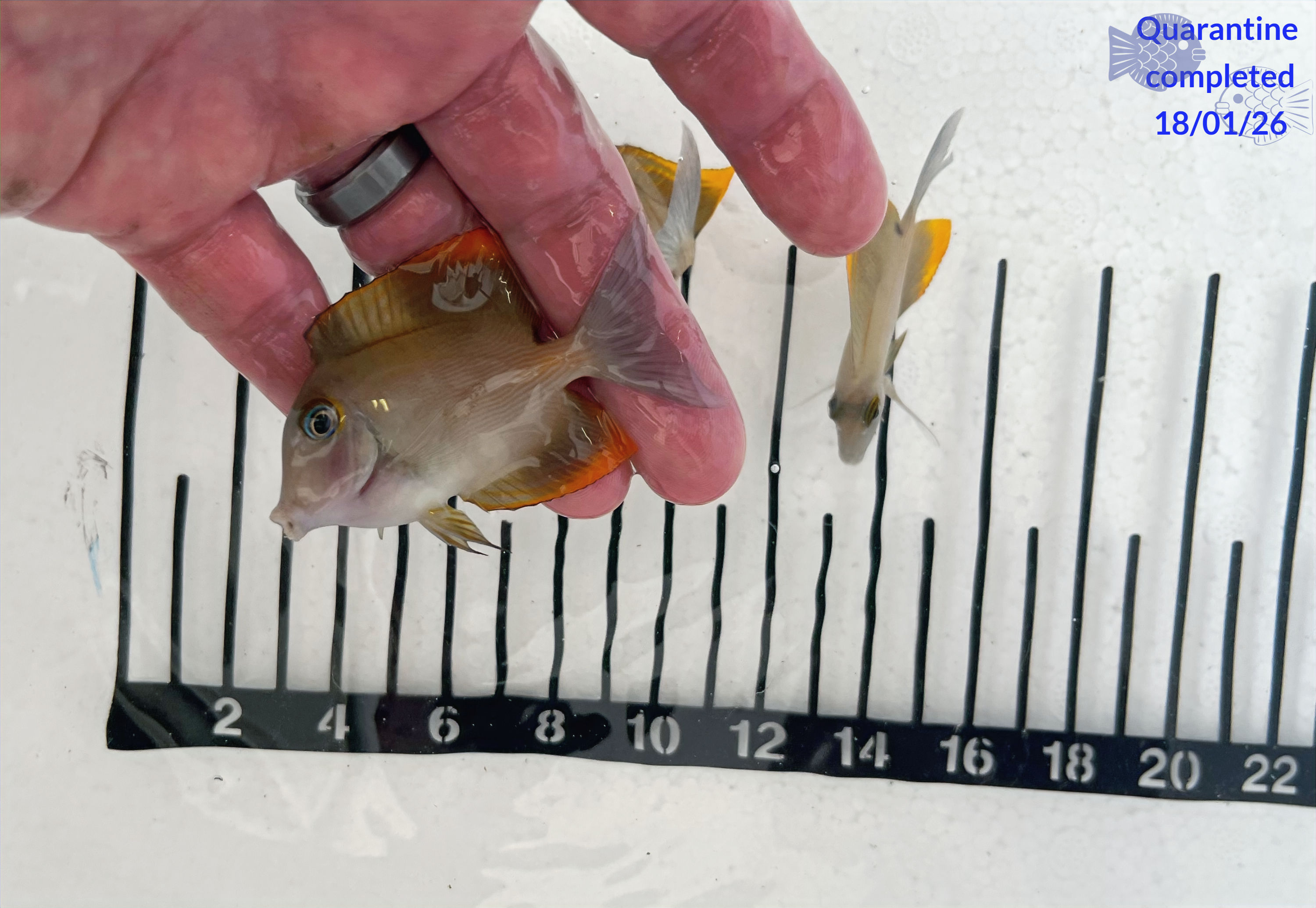 Bristletooth Tomini Tang