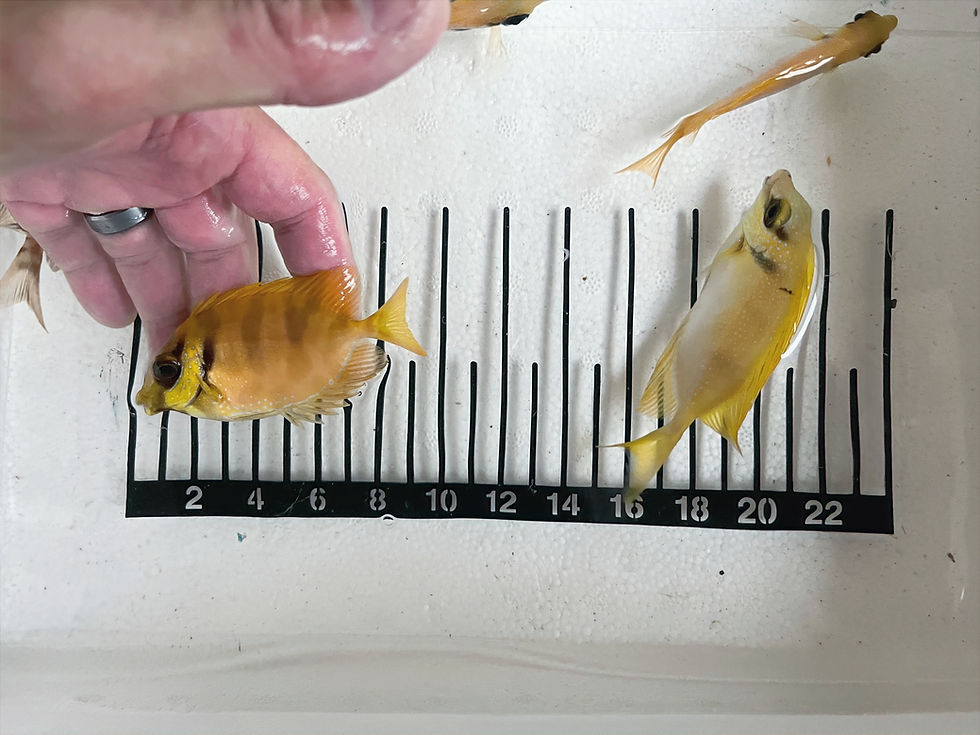Thumbnail: Coral Rabbitfish