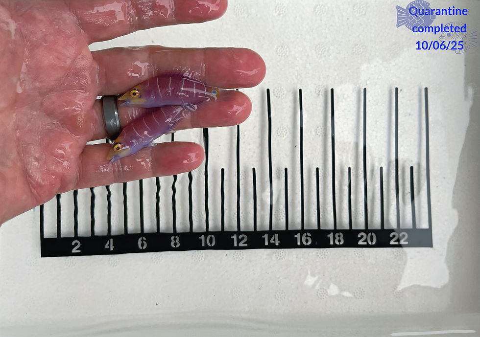 Mystery Wrasse Anything QT