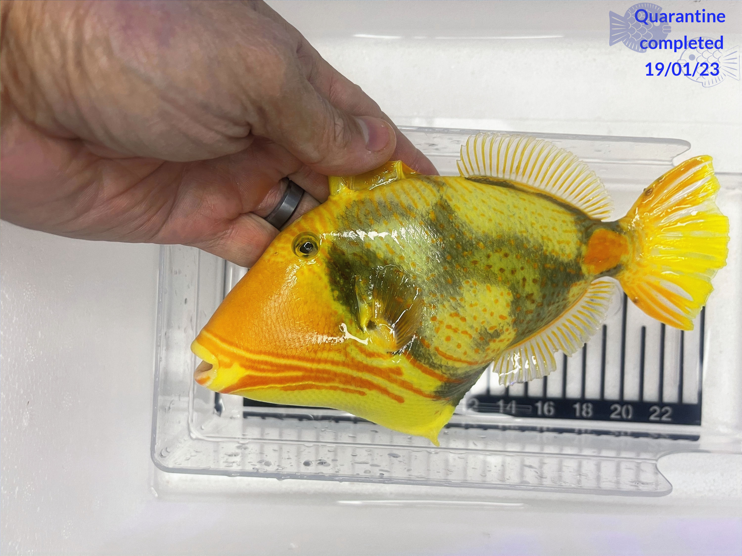 Xanthic Undulated Triggerfish