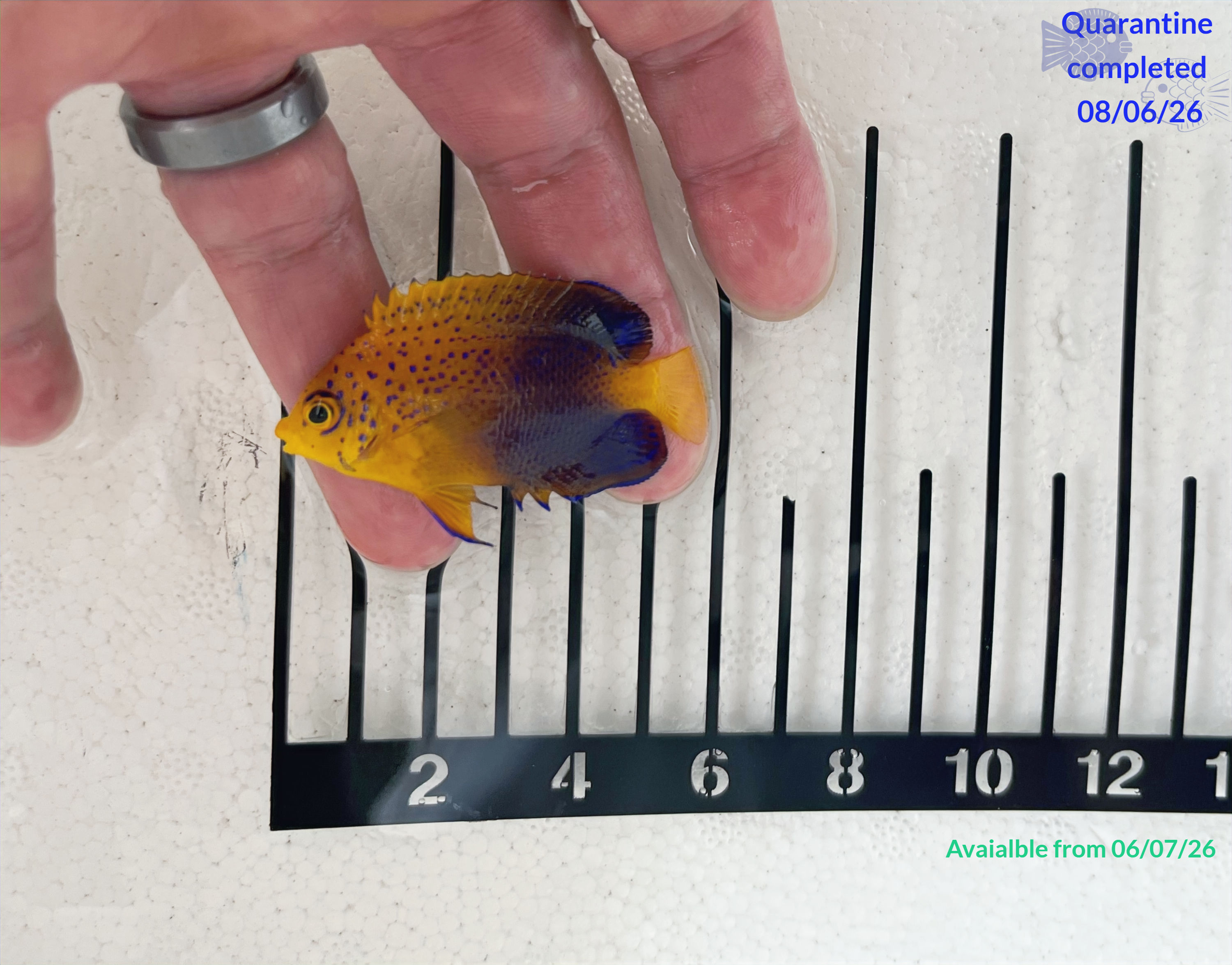 Interruptus Angelfish