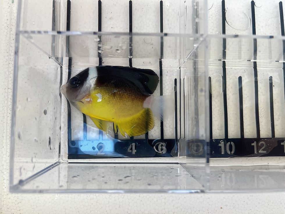 Thumbnail: Abei Angelfish (P.O.A)