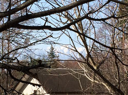 林間に南アルプスを望む