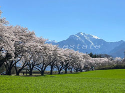 『蕪の桜並木』まで徒歩約６分