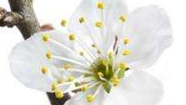 Cherrry plum  (Prunier sauvage)