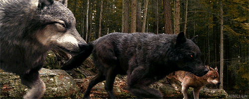 teen wolf.gif