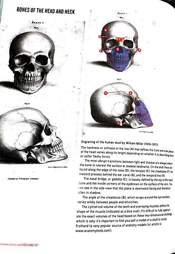 skull.jpg