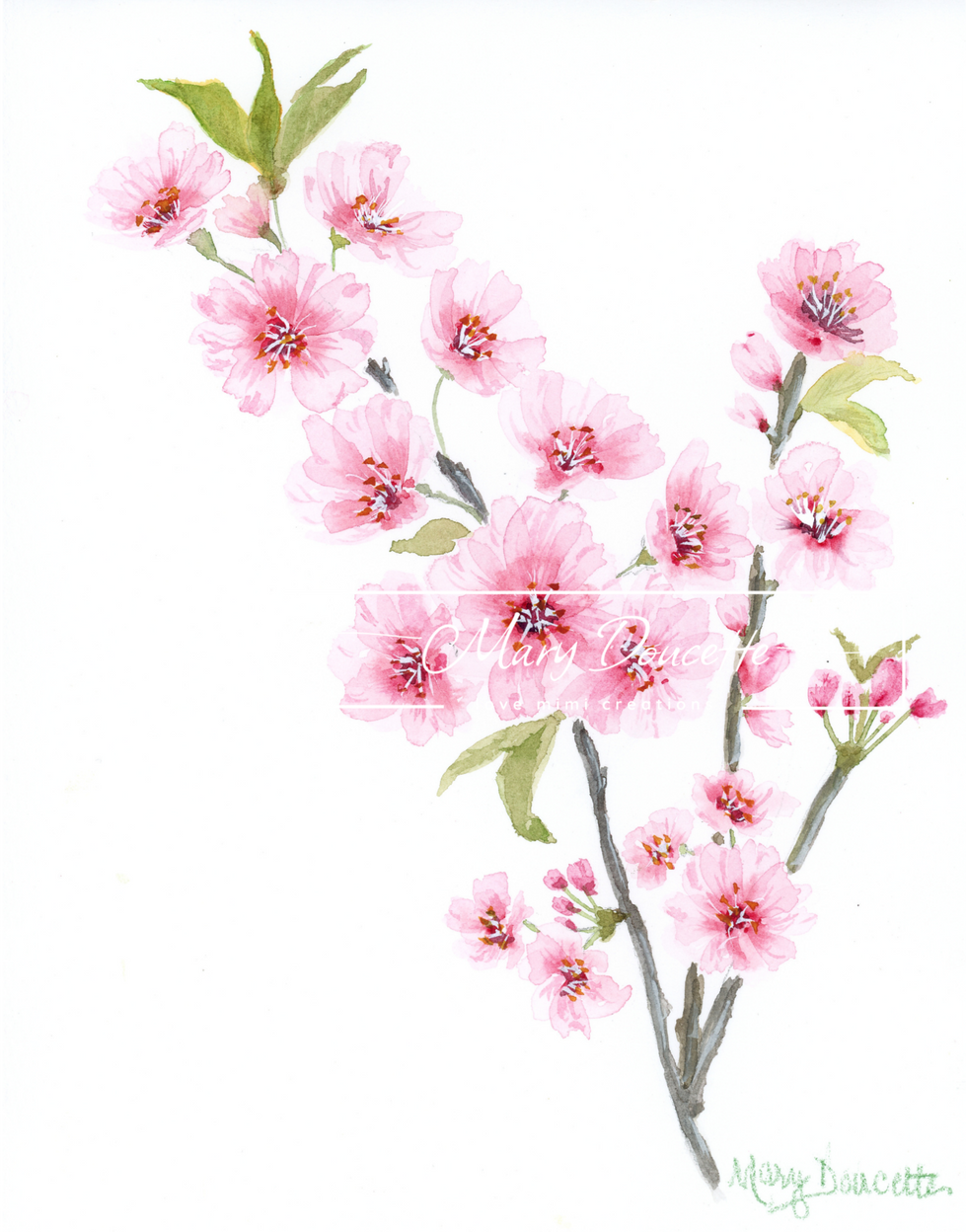 Sakura