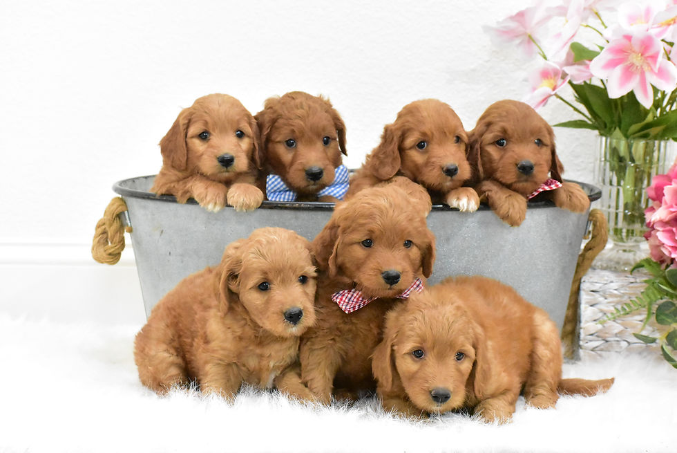 Autumn's Mini F1 Goldendoodle