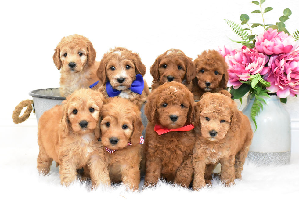 Emma's Mini F1b Goldendoodle Puppies