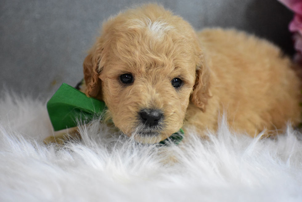 Emmett - Mini Goldendoodle