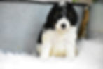 Stella