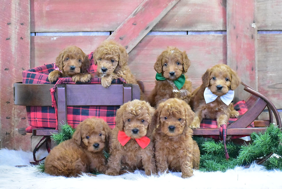 Zetta's Mini F1b Goldendoodle