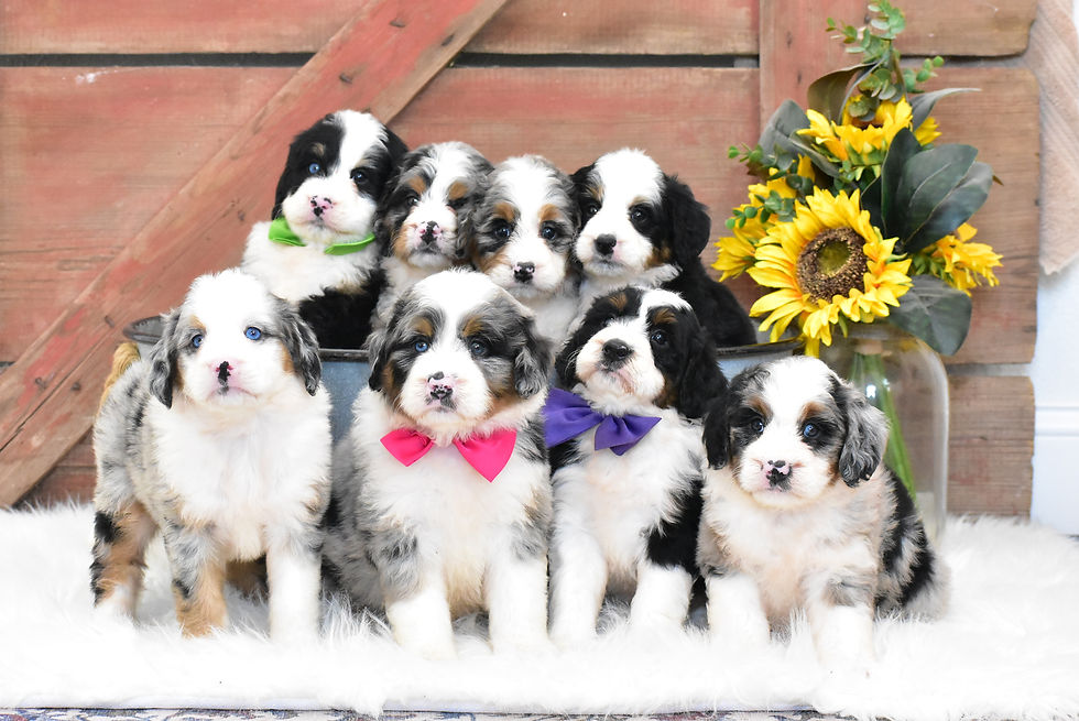 Kerri's Mini F1 Bernedoodle Puppies