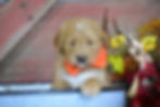 Peanut