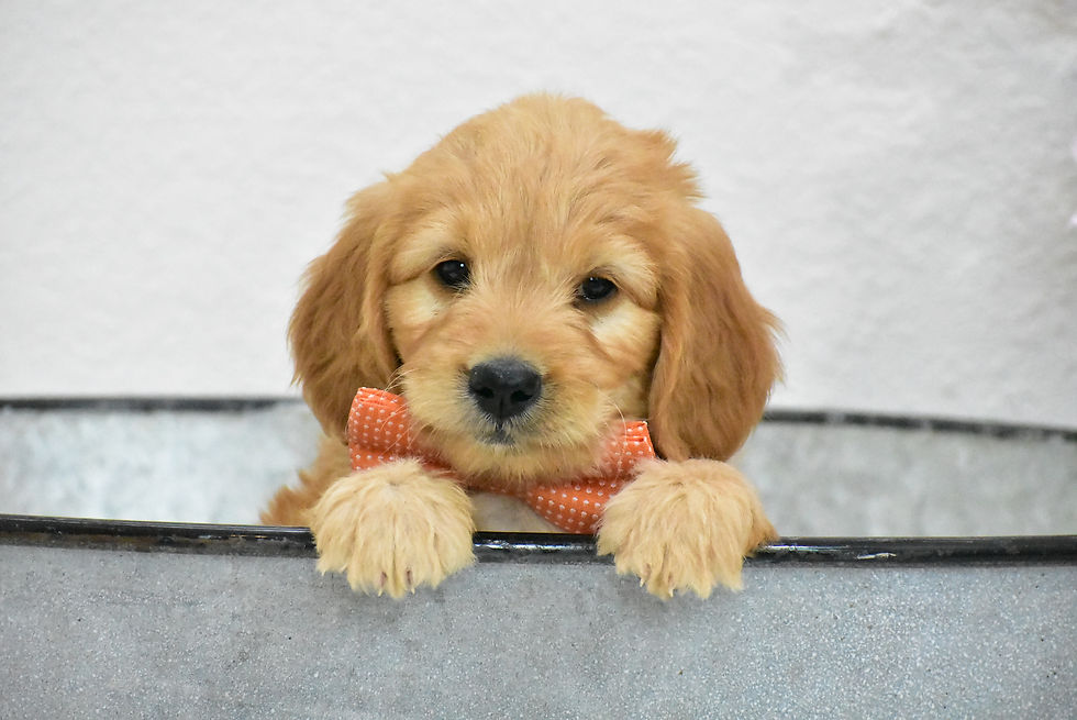 Scout