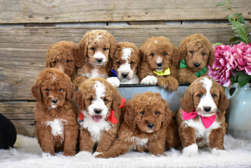 Wynston's Mini F1b Goldendoodle Puppies