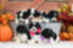 Lady Tucker's Micro Mini Bernedoodle Puppies