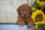 Bailey