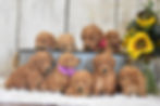 Ivory's Mini F1 Goldendoodles