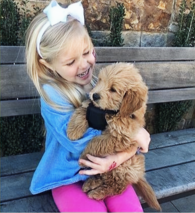 Goldendoodle puppy playing with kids