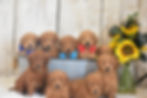 Beverly's Mini F1 Goldendoodle Puppies