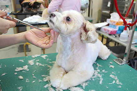 トリミング風景