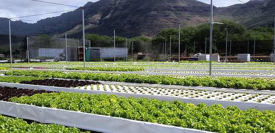 Ili Ili Farms