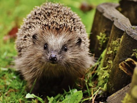 Consultation on Biodiversity Net Gain