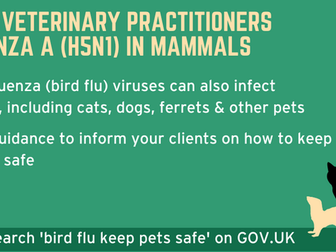 Avian Bird Flu