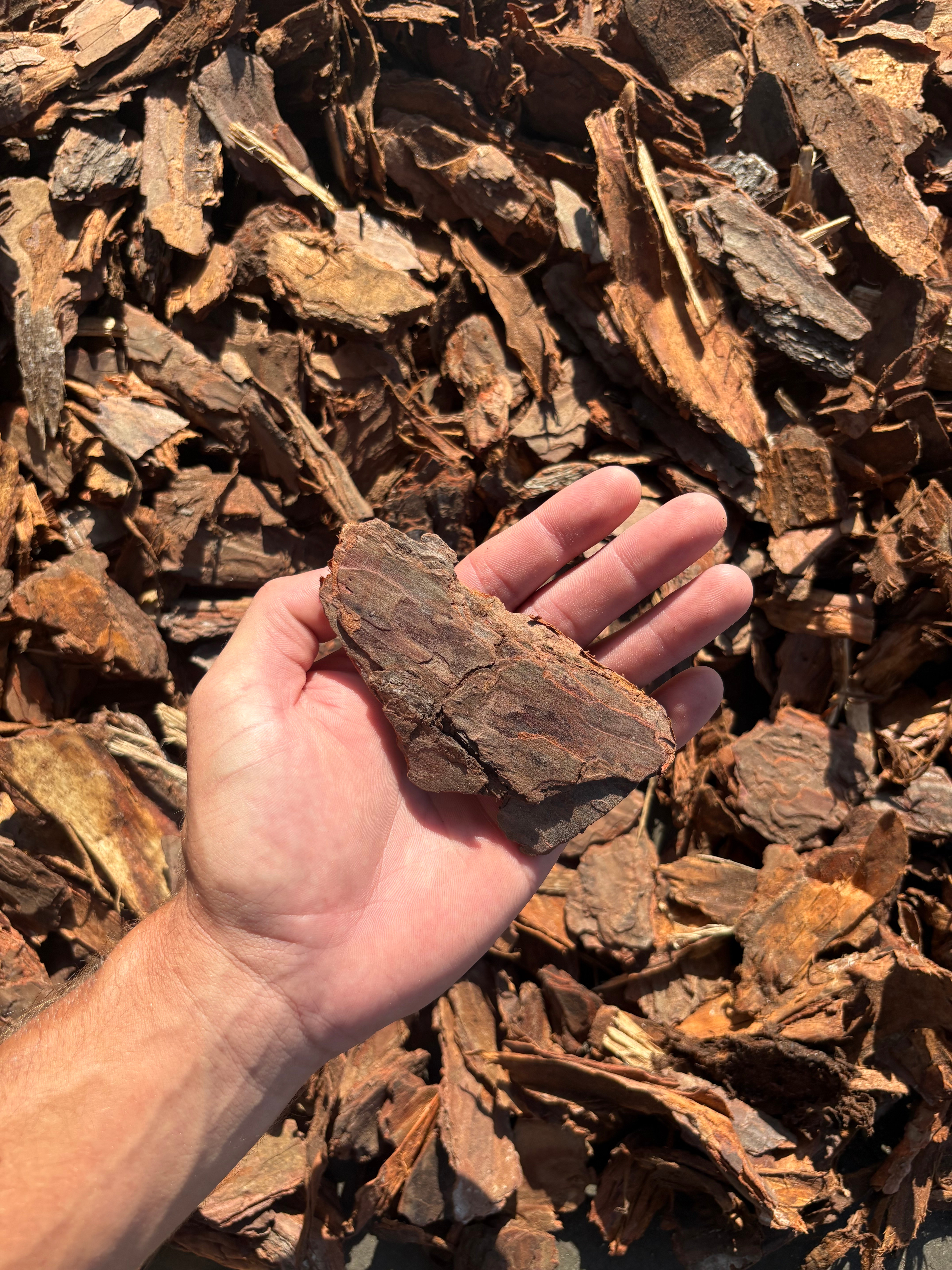 Large Pine Bark