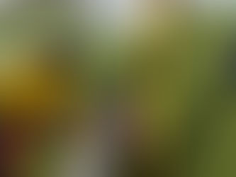 (Imperial Valley Press) Kidisthenics hosts first annual “Haunted Movement Mansion” Halloween Celebration for Kids with Autism and Developmental Disabilities