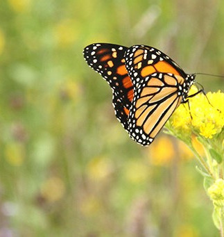Monarch Natural 2.jpeg