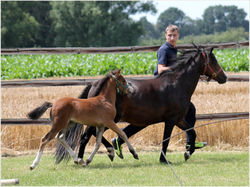 Stutfohlen v. Springstar's Spirit