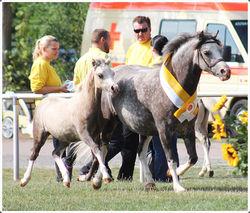 Hykeham's Hero - Championatsieger