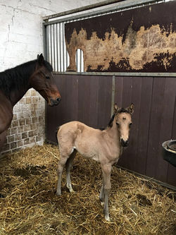 v. Spirit x Amaroo Bay xx