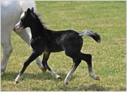 Harvester v. Don Pedro