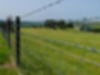 Barbed wire fence overlooking a green pasture with cows in Carthage, Texas, representing Ascend Fence and Deck's rural fencing expertise.