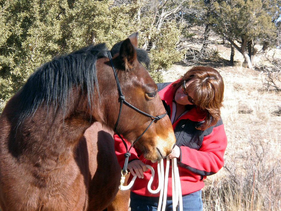 Horsey Dorsey 2