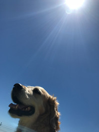Dog at the sun