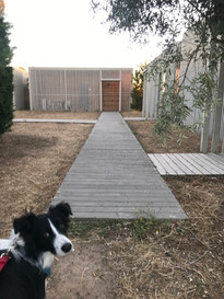 Border Collie at Herdade da Rocha