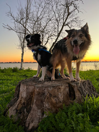 pet-lover-mushing-dog-care-training-border-collie
