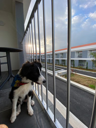 Canadiano Hotel pet friendly Azores